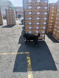 d7406741-e7cc-4ea2-a307-c2c6014924de